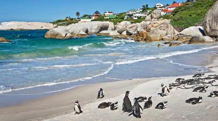 African penguins, Boulders national Park, South Africa, travel destinations, 