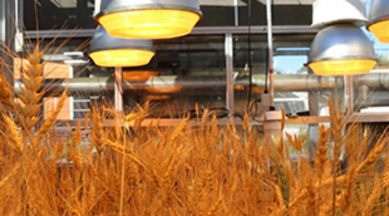 NASA experiments, speed breeding, University of Queensland, wheat production, wheat in space, glasshouses, DS Faraday, Dow AgroSciences, pre-harvest sprouting, multiple crop species