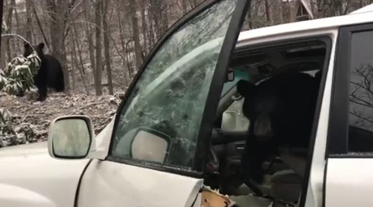 Watch Curious Bear Gets Trapped Inside A Car Terrified Man