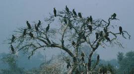 Yamuna Biodiversity Park 759 no alt set