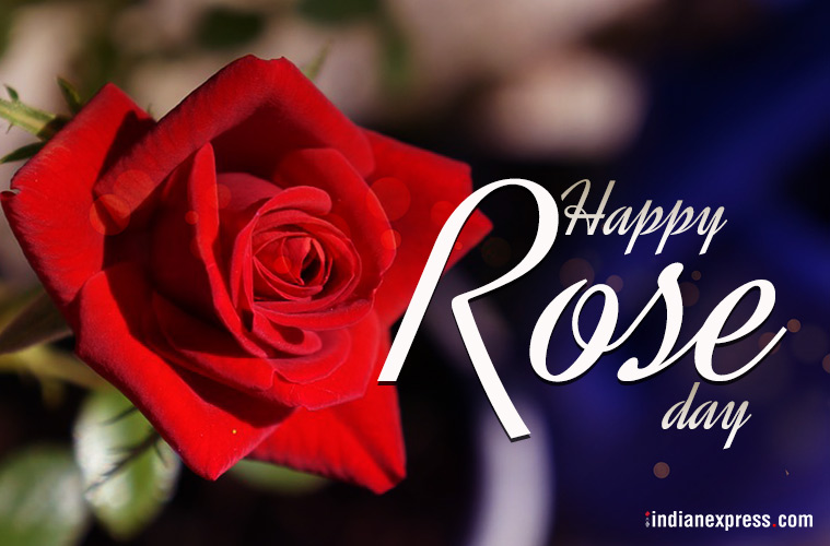 50+ Top Rose Day Images & Quotes to Kickstart Your Valentine's Week