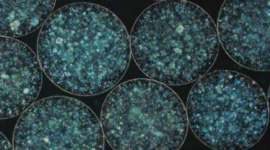 Sheep embryos, human cells, sheep embryos human cells, indian express, indian express news