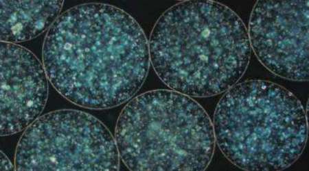 Sheep embryos, human cells, sheep embryos human cells, indian express, indian express news