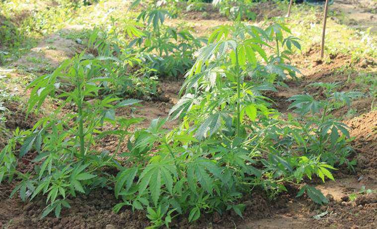 cannabis plant in farm