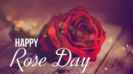 rose day, happy rose day, roses and their meanings, rose meaning