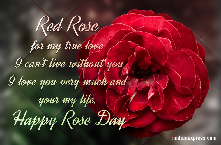 Rose Day Photography