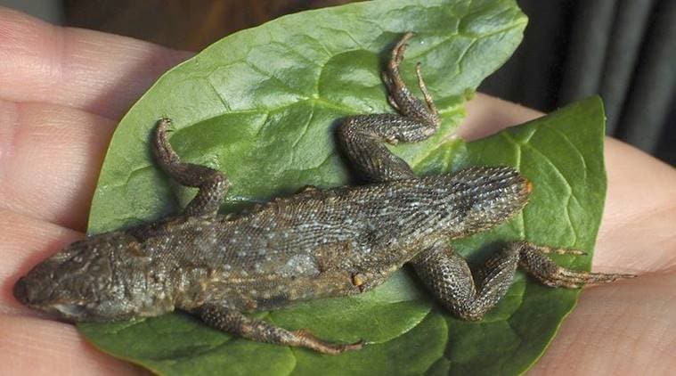 lizard in salad, a woman found a dead lizard in her salad, 3-inch lizard in lettuce salad