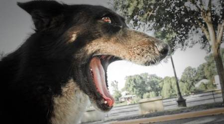 dogs and psyche, emotion and animals, animal reactions, animal human interaction, dogs and human mind, indian express, indian express news