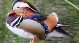 Alien species, animal migrations, University College London, mammals, insects, molluscs, invertebrates, potential alien species pool, biosecurity interventions