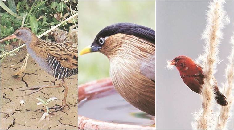 Chandigarh Bird Race, Bird Race Chandigarh, Team Falcon, Water Rail, Brahminy Starling, Red Avadavat, Chandigarh News, Latest Chandigarh News, Indian Express, Indian Express News