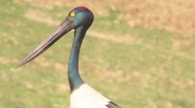 Surajpur Wetland, black-necked stork, International Union for Conservation of Nature , Greater Noida, bird sighting, migratory birds at Surajpur Wetland, indian express news
