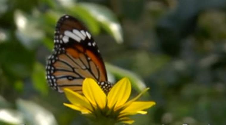 butterfly park, butterfly park kanpur, butterfly park UP, butterfly park in Kanpur, kanpur butterfly park, Indian express, Indian express news