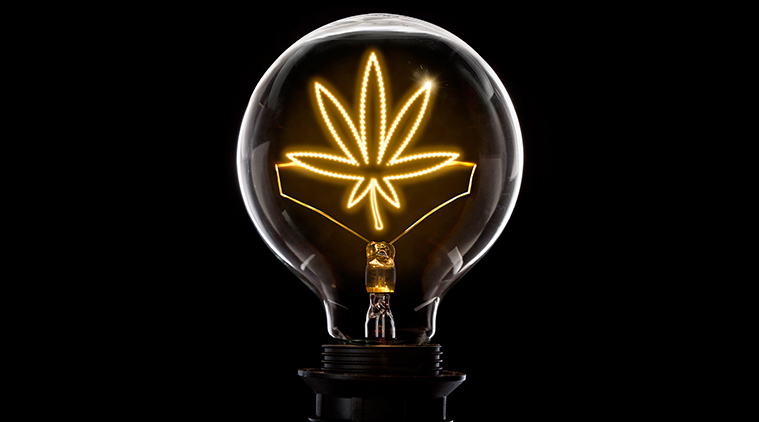 cannabis bulb of ideas