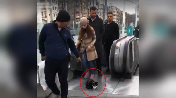 animal video, funny animal video, cat video, funny cat video, indian express, indian express news