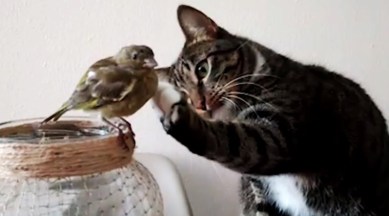 cat videos, cute cat videos, cute cat bird videos, cat and bird viral videos, cat patting bird videos, cat pats bird viral video, cat bird videos, Indian express, iNdian express news