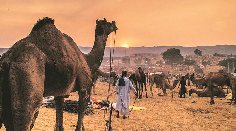 Cattle sales at Rajasthan fairs last year: 8 in Pushkar, 6 in Bharatpur |  India News,The Indian Express