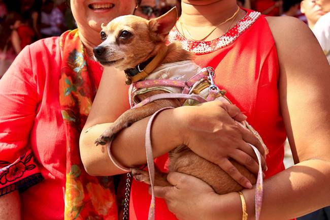 Chinese new year, lunar new year, chinese new year 2018, chinese year of dog, dog lunar new year, chinese new year photos, chinese lunar new year images, chinese new year celebrations, china lunar new year,
