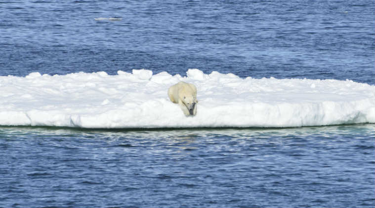 Climate change diet: Arctic sea ice thins, so do polar bears ...