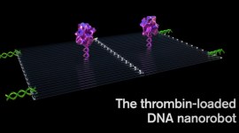 Tumour cells, nanorobots, Arizona State University, cancer treatment, DNA Origami, thrombin blood flow, robotic systems, nanomedicine, atomic-state manufacturing
