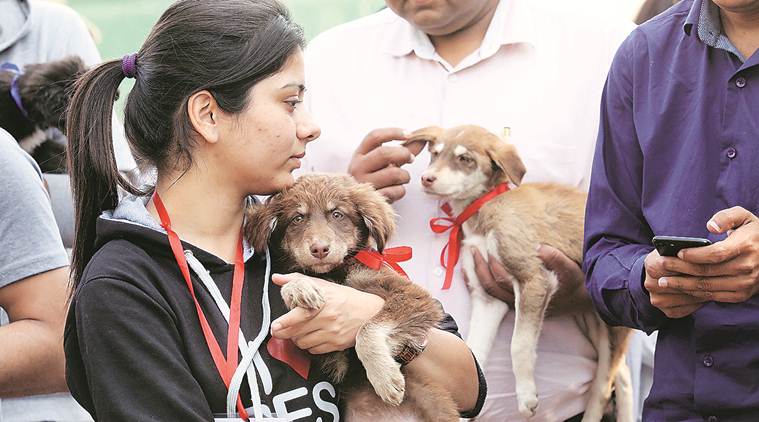 Awareness camp: 'People use terms like dog menace, but they don't  understand animals have rights too', says volunteer | The Indian Express