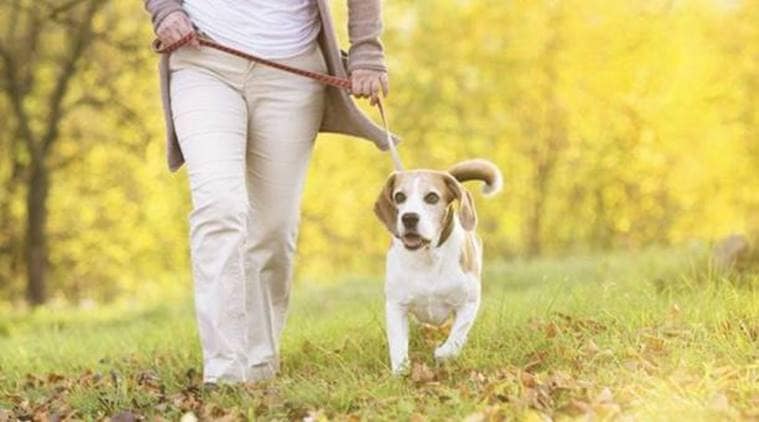 Taking the dog for a walk can help older adults live longer | Lifestyle ...
