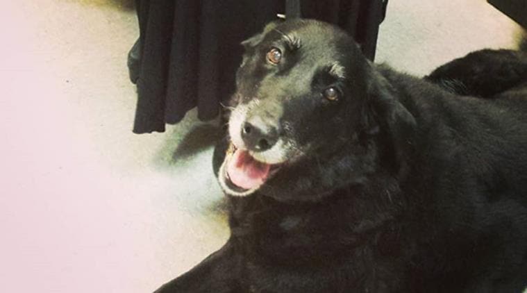 lost dog, lost dog found after 10 years, dog found after 10 years, dog comes back home, Indian express, Indian express news