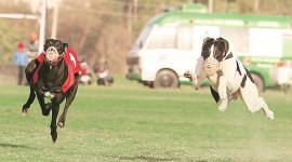 Punjab: Kila Raipur games begin, minus bullock cart races