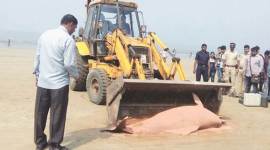 Humpback dolphin carcass, juhu beach, mumbai dolphin, Humpback dolphin mumbai, indian express, india news
