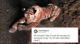 tiger, stuffed toy tiger, tiger zinda hai, cuddly toy tiger, Police's standoff with a cuddly toy tiger