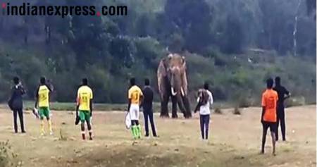 Padayappa at the football ground in Munnar on Tuesday. (Express photo/Vishnu Varma)