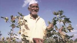 Maharashtra, Maharashtra hail storm, Maharashtra climate, Maharashtra crops, Maharashtra crop damage, Indian Express news