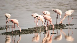Flamingo Fest, Mumbai Flamingo Fest, Sewri Jetty, Mumbai Sewri Jetty, Mumbai News, Latest Mumbai News, Indian Express, Indian Express News