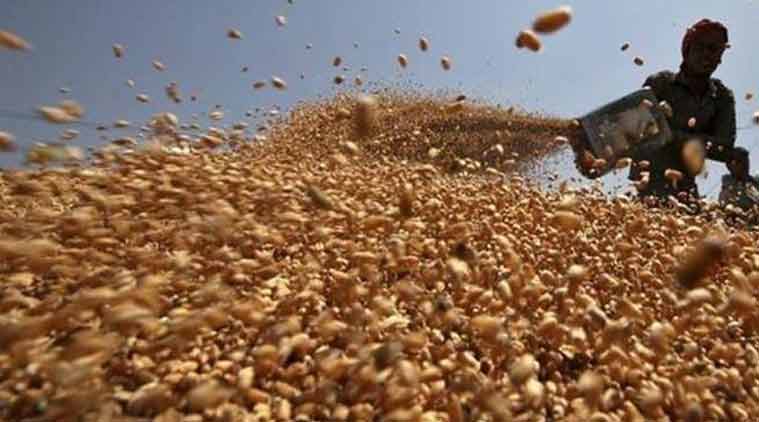 foodgrain production, wheat, oilseeds, kharif crop, foodgrain production, foodgrain output, indian expres news