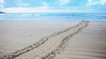 Here is life: Tracks of a giant leatherback turtle on a beach. (Source: Pankaj Sekhsaria)