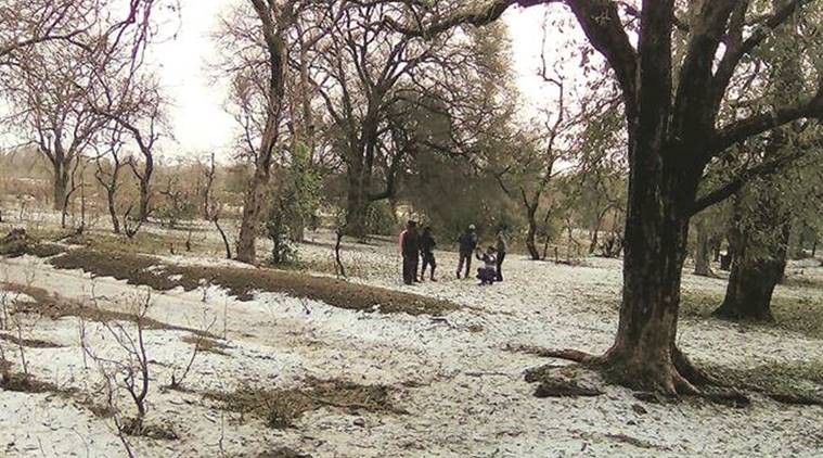 Hailstorm in Maharashtra