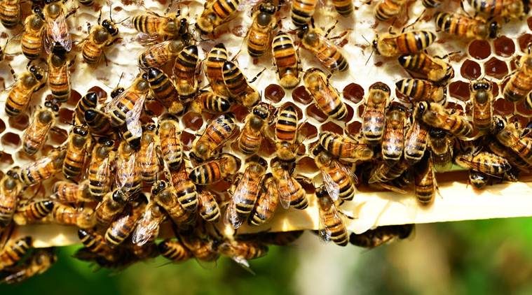 Pune: Regional honeybee rearing to get a boost