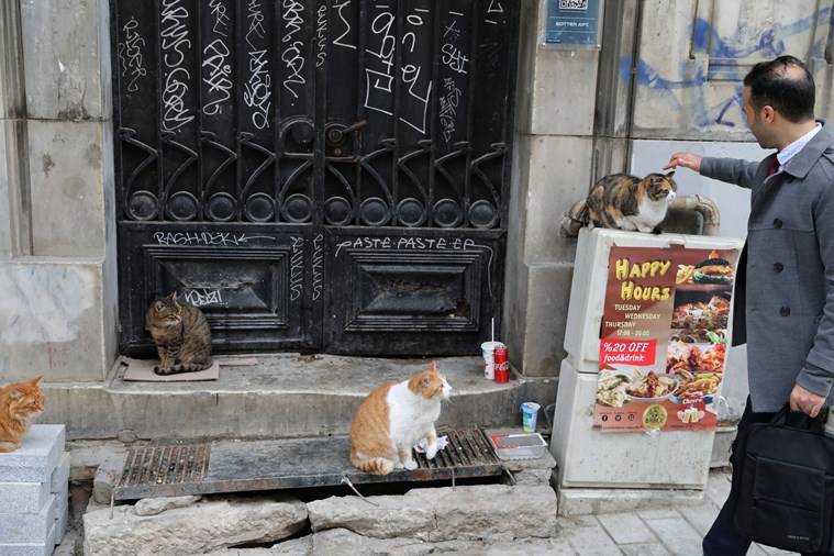Istanbul, the city of cats How in Europe’s biggest city, felines have