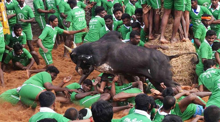 Is Jallikattu cultural right: Constitution bench to decide