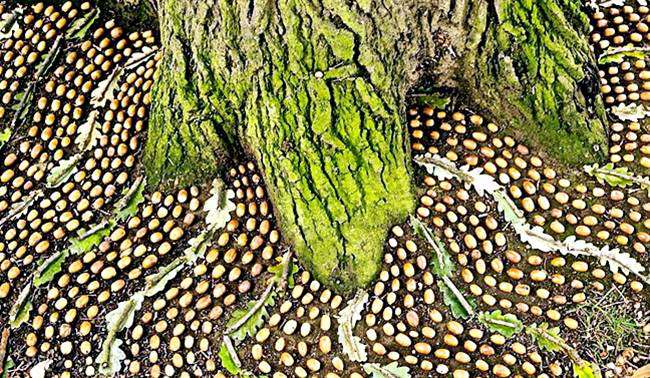 James Brunt, artist James Brunt, James Brunt facebook, James Brunt twitter, James Brunt makes art from natural objects, art from natural objects, viral pictures, viral pictures facebook, social media viral, indian express, indian express news