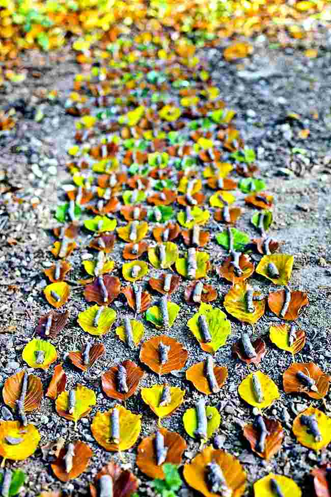 James Brunt, artist James Brunt, James Brunt facebook, James Brunt twitter, James Brunt makes art from natural objects, art from natural objects, viral pictures, viral pictures facebook, social media viral, indian express, indian express news
