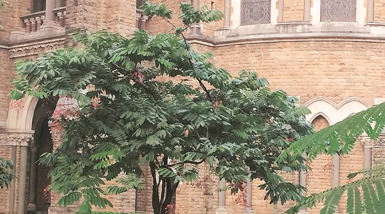 Natural heritage walk teaches Mumbaikars about history of city’s trees