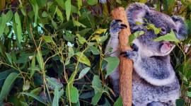 Koala eating eucalyptus leaves mother nature, nature, world, air, water, earth, animals, birds, wild life, trees, inspiring stories, indian express, indian express news