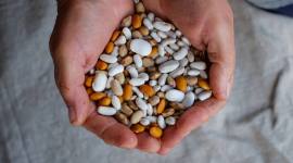 Lectins, what are Lectins, lectins benefits, proteins, essential proteins needed by body, food to help immunity, health news, lifestyle news, indian express