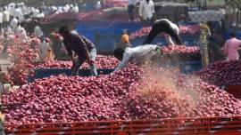 Maharashtra: MMTC seeks import of Pakistan onions, farmers angry