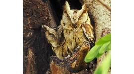 owl ranjit lal no alt set