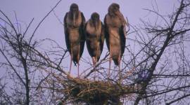 Painted storks_759_Ranjit Lal wild animals, birds, nature, wild life, jungle, forest, storks, painted storks, life in jungles, indian express, indian express news