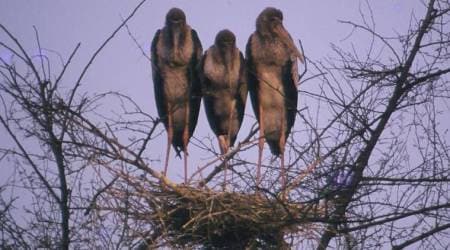 wild animals, birds, nature, wild life, jungle, forest, storks, painted storks, life in jungles, indian express, indian express news