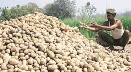 Potato, Potato farmers, Lays potato farmer, farmer corporates, PepsiCo farmers, contract farming initiative, contract farming, corporate farming, business news