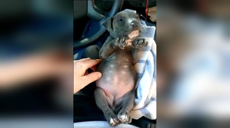 VIDEO: Abandoned puppy shivering out of cold is the saddest thing you'll watch today (it has a happy ending though) | Trending News,The Indian Express VIDEO: Abandoned puppy shivering out of cold is the saddest thing you'll watch today (it has a happy ending though) | Trending News,The Indian Express