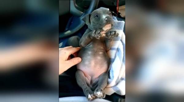 viral animal video, animal rescue video, dog being rescued video, viral dog video, people save dog, viral animal videos, indian express, indian express news